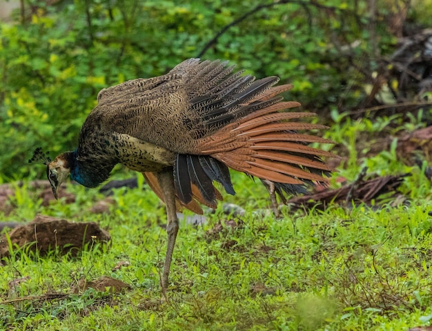 Seitenansicht eines Vogels an Land