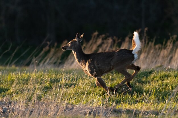 Seitenansicht eines Vogels an Land