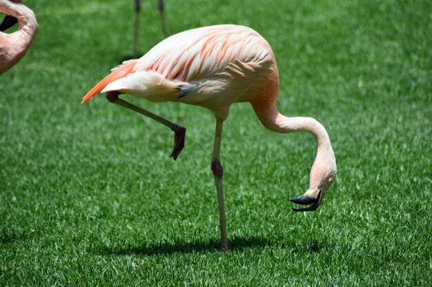 Foto seitenansicht eines vogels auf dem feld