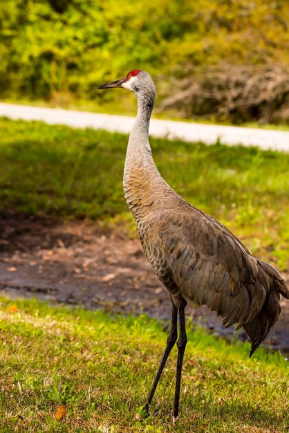 Foto seitenansicht eines vogels auf dem feld