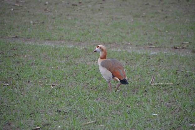 Foto seitenansicht eines vogels auf dem gras