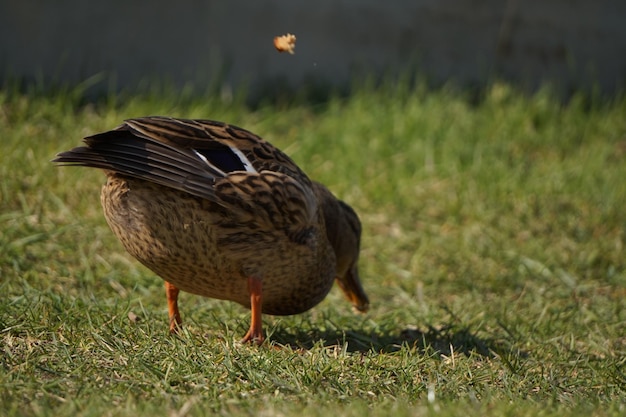 Foto seitenansicht eines vogels auf dem gras