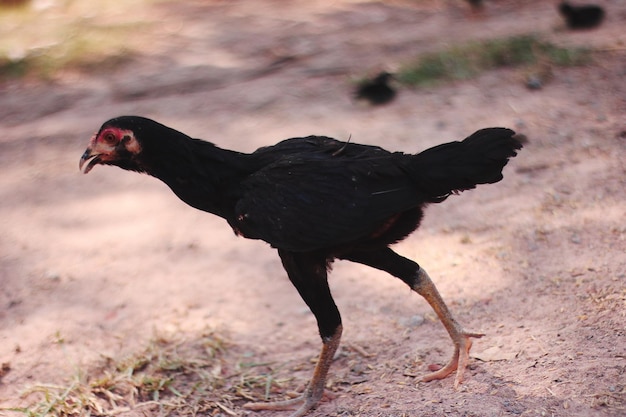 Foto seitenansicht eines vogels auf einem feld