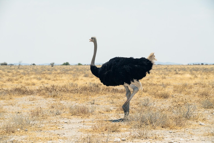 Foto seitenansicht eines vogels auf einem feld
