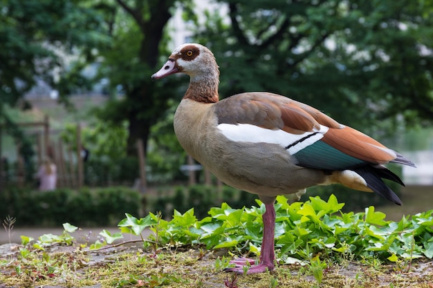 Seitenansicht eines Vogels, der auf dem Feld steht