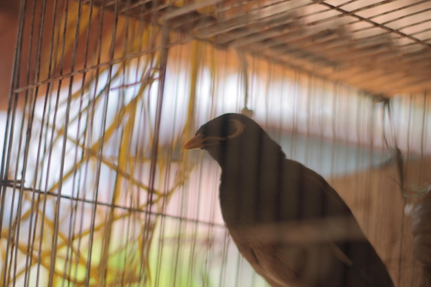 Foto seitenansicht eines vogels im käfig