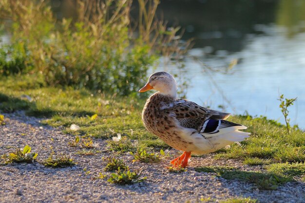 Foto seitenansicht eines vogels im see