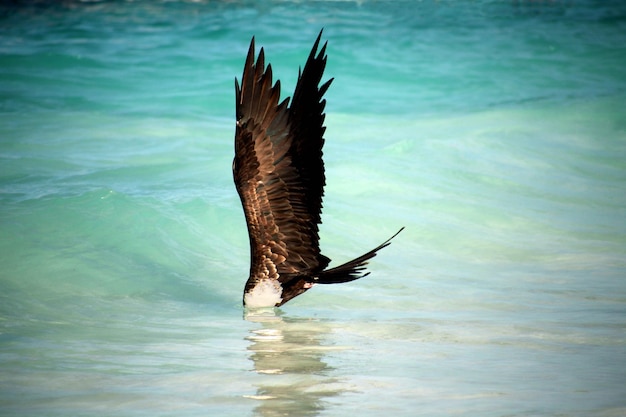 Foto seitenansicht eines vogels im wasser