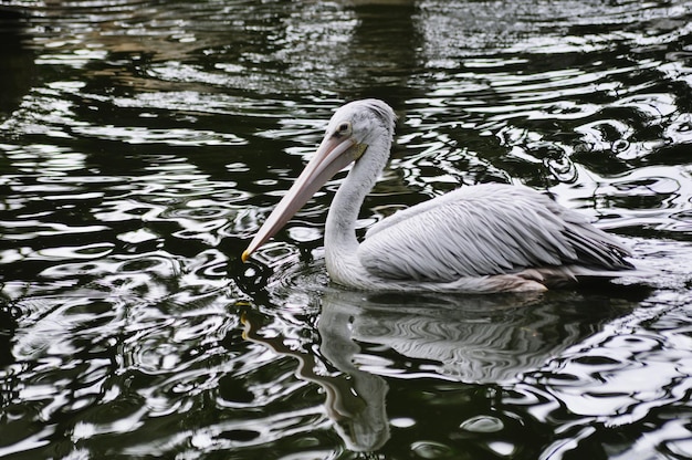 Foto seitenansicht eines vogels im wasser