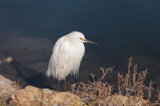 Seitenansicht eines Vogels vor verschwommenem Hintergrund
