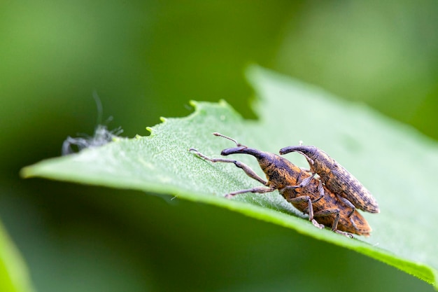 Seitenansicht Nahaufnahme eines Rüsselkäfers, auch Rüsselkäfer genannt.