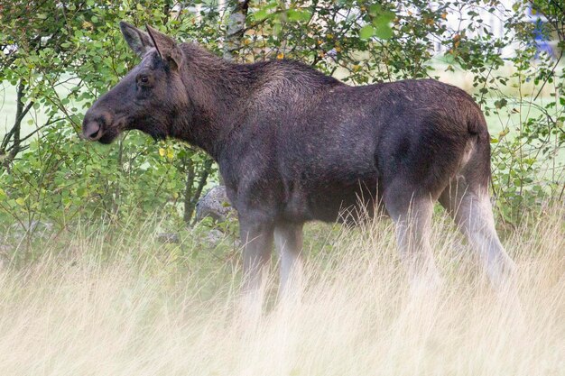 Foto seitenansicht von elchen auf dem feld