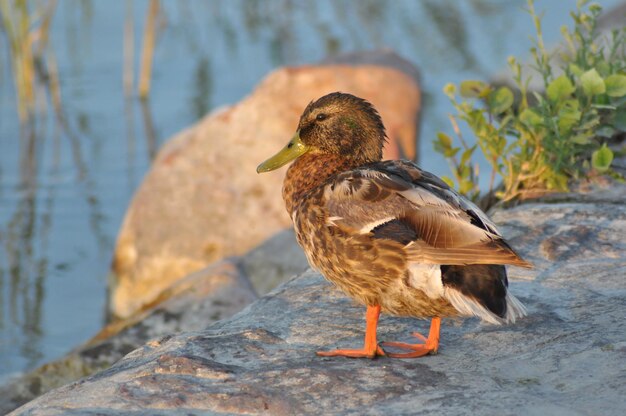 Foto seitenansicht von enten auf einem felsen neben dem see