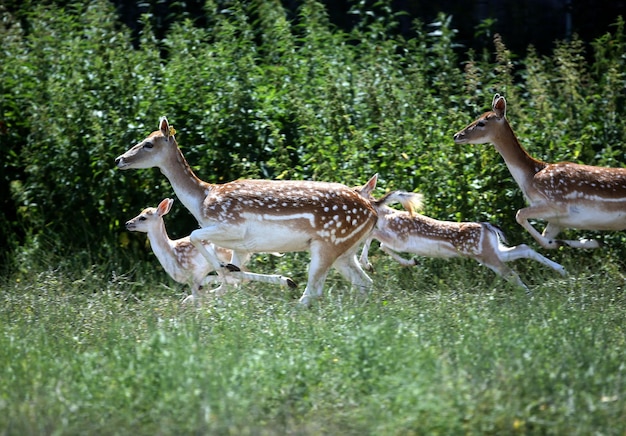 Foto seitenansicht von hirschen auf dem feld