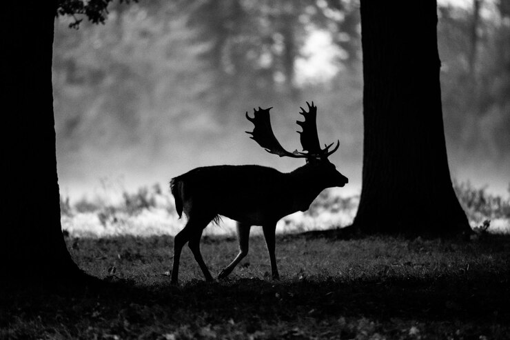 Foto seitenansicht von hirschen auf dem feld.