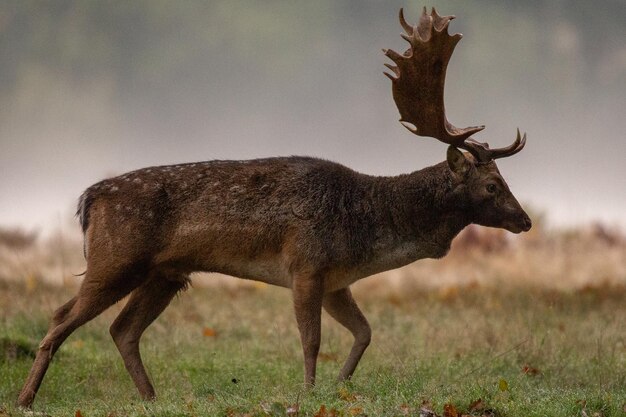 Foto seitenansicht von hirschen auf dem feld