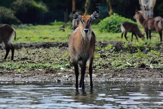 Foto seitenansicht von hirschen im see