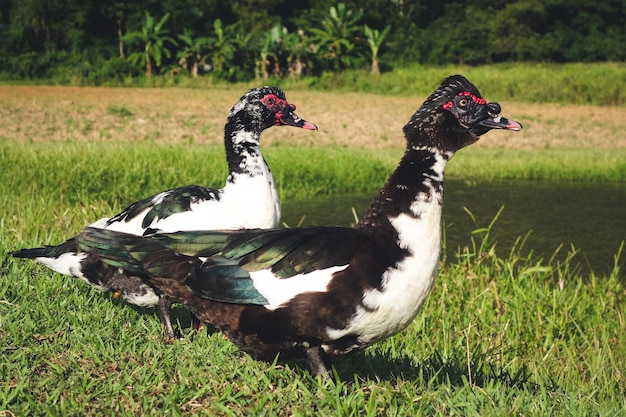 Seitenansicht von Muscovy-Enten auf einem grasbewachsenen Feld am See
