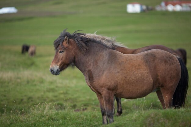 Foto seitenansicht von pferden auf einem grasbewachsenen feld