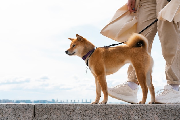 Foto seitenansichtbesitzer, der mit süßem hund spazieren geht