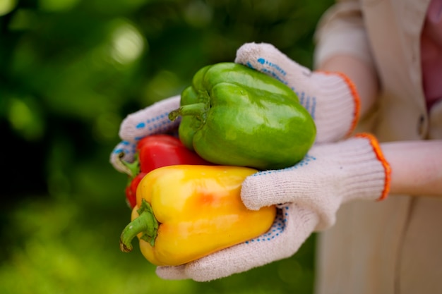 Seitenansichthände, die Paprika halten