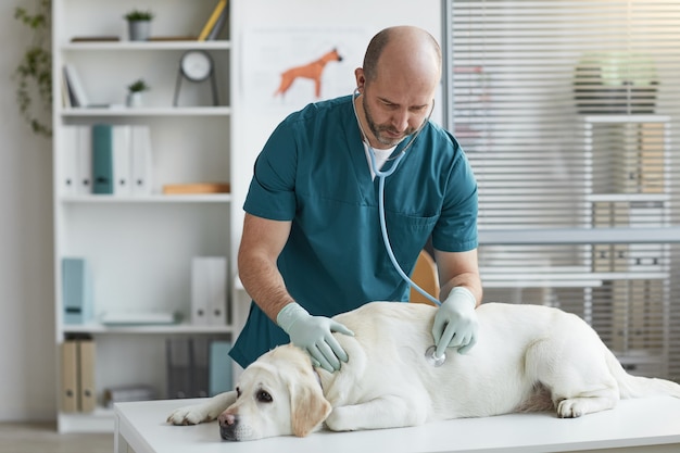 Seitenansichtporträt eines reifen Tierarztes, der während der Untersuchung in der Tierklinik den Herzschlag des Hundes hört, Kopierraum