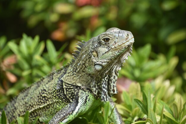 Foto seitenprofil eines leguans in aruba