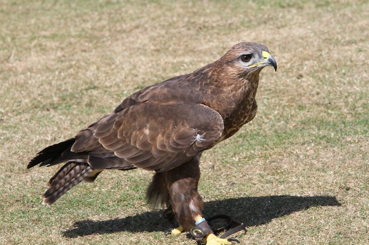 Foto seitensicht des goldenen adlers auf einem grasfeld im park