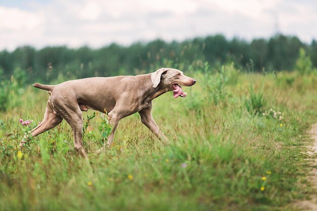 Foto seitliche ansicht eines auf dem feld laufenden hundes