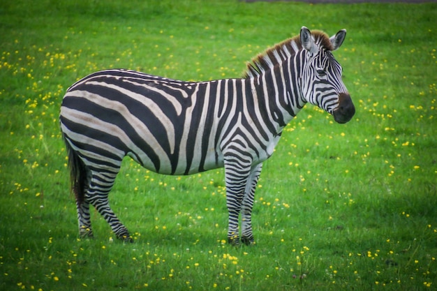 Foto seitliche ansicht eines auf gras stehenden zebras