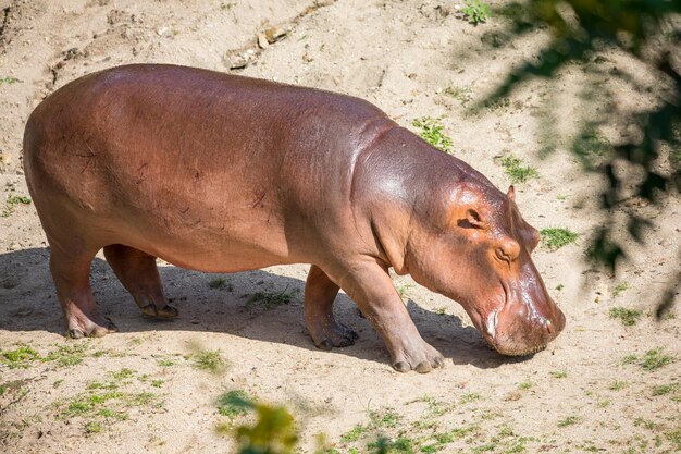 Seitliche Ansicht eines Pferdes im Zoo