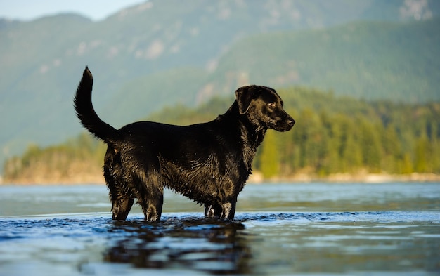 Foto seitliche ansicht eines schwarzen hundes, der im wasser steht