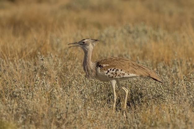 Foto seitliche ansicht eines vogels auf dem feld