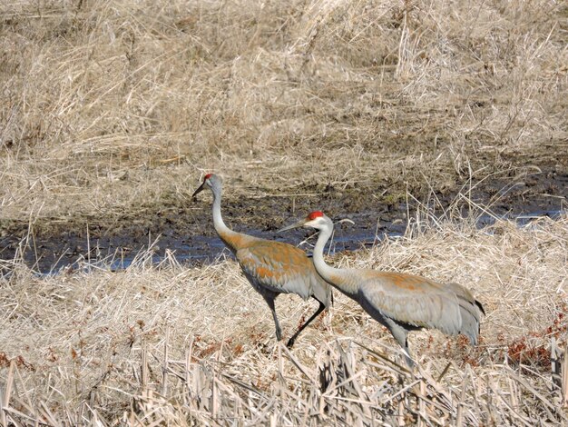 Foto seitliche ansicht eines vogels auf dem feld