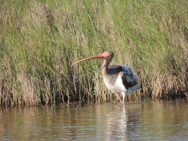 Seitliche Ansicht eines Vogels im Wasser