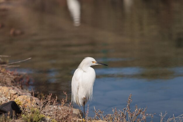 Seitliche Ansicht eines Vogels vor dem gewölbten Wasser