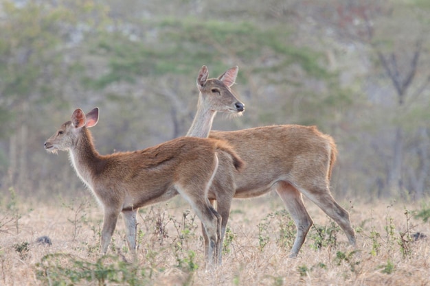 Seitliche Ansicht von Hirschen, die auf dem Feld stehen