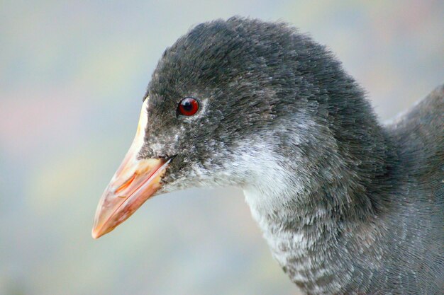 Foto seitliche nahaufnahme eines vogels