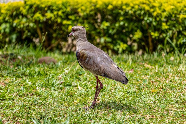 Foto seitliche sicht auf den quero-quero-vogel auf dem feld