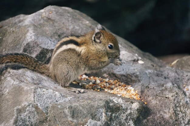 Seitliche Sicht auf ein Eichhörnchen, das auf einem Felsen Nahrung isst