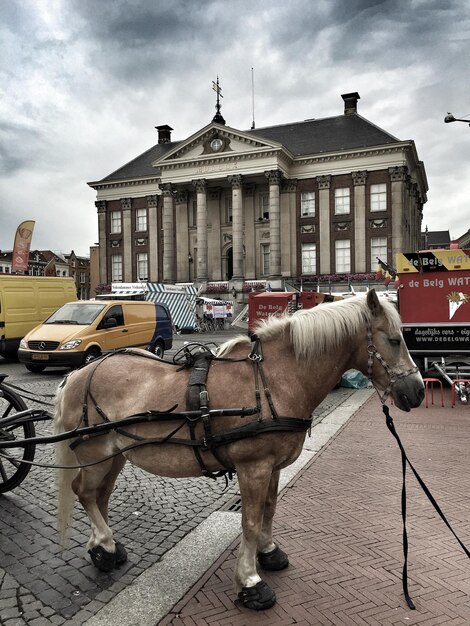 Foto seitliche sicht auf ein pferd, das auf einer stadtstraße steht