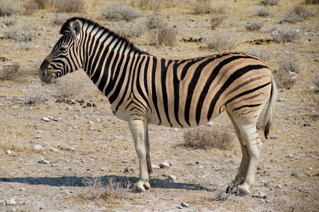 Seitliche Sicht auf ein Zebra, das an Land steht