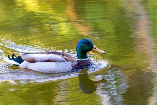 Foto seitliche sicht auf eine ente, die im see schwimmt