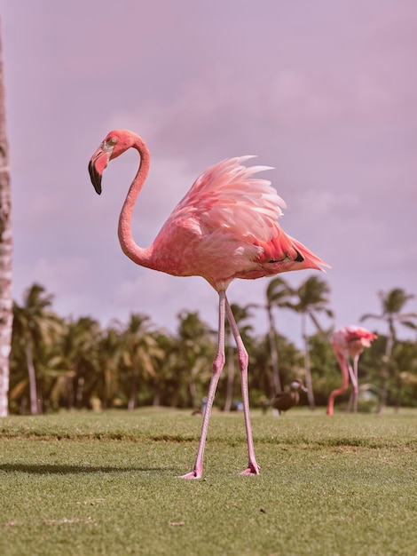 Seitliche Sicht auf einen wunderschönen rosa Flamingo mit langem Hals und Beinen und einem kurvenförmigen großen Schnabel, der an einem Sommertag auf einem grünen grasbewachsenen Rasen in der Nähe exotischer Palmen spazieren geht