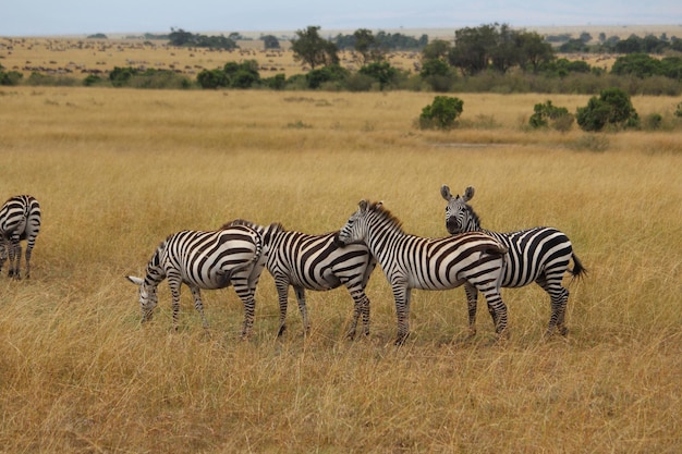 Seitliche Sicht auf Zebras in der Landschaft