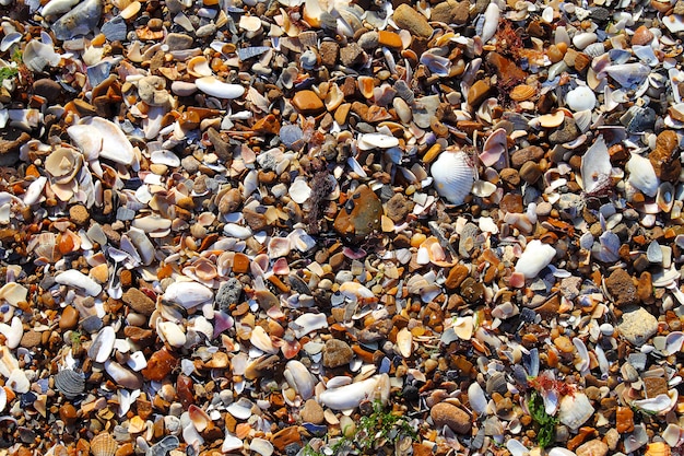 Seixos na praia