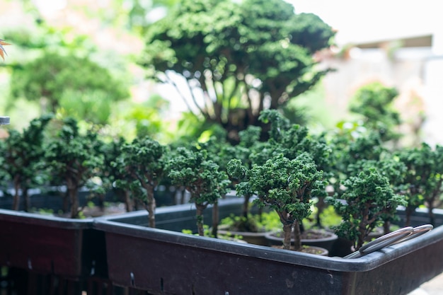 Sekka Hinoki Bonsai ist ein kleiner Baum, der geschrumpft wurde und wie ein winziger Wald aussieht.