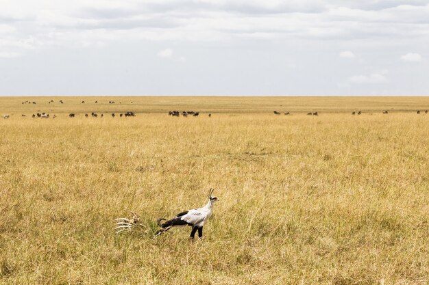 Sekretär Vogel auf der Suche nach Beute Kenia Afrika