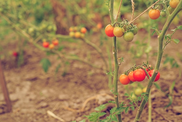 Selbstgezogene Kirschtomaten im Garten