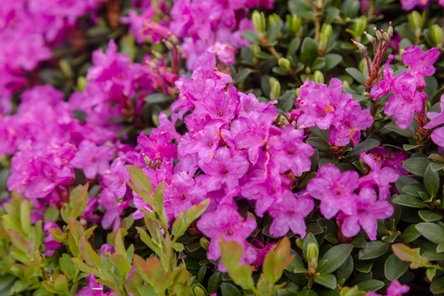 Seleção híbrida florescente de Azalia Rhododendron hybridum em um fundo de flor de estufa